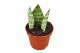 Sansevieria Sansevieria Everest 1 pp 