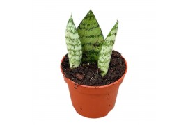Sansevieria Sansevieria Everest 1 pp