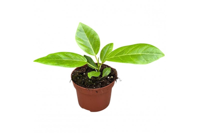 Ficus Ficus Benghalensis Variegated 1 pp 