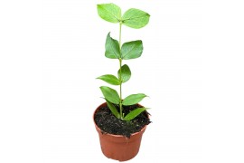 Hoya Hoya Polyneura 2.5 - 4.9  cm 1 pp