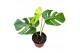 Monstera Monstera Deliciosa Aurea 1 pp 