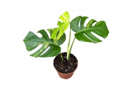 Monstera Monstera Deliciosa Aurea 1 pp