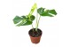 Monstera Monstera Deliciosa Aurea 1 pp 