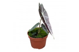 Alocasia Alocasia Longiloba Purple 1 pp