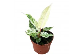 Anthurium Anthurium Bonplandii Variegata zonder bloem bl.