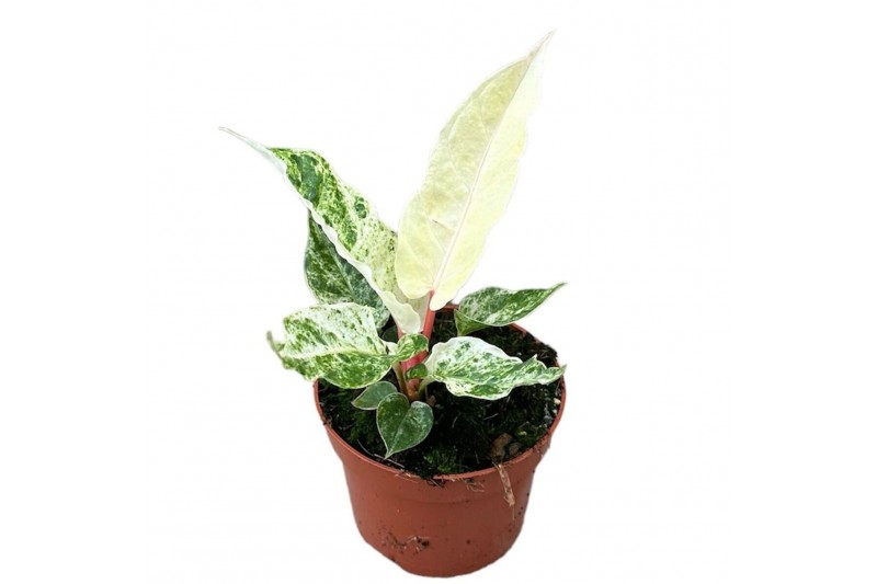 Anthurium Anthurium Bonplandii Variegata zonder bloem bl. 