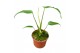 Monstera Monstera Burle Marx Flame 1 pp 