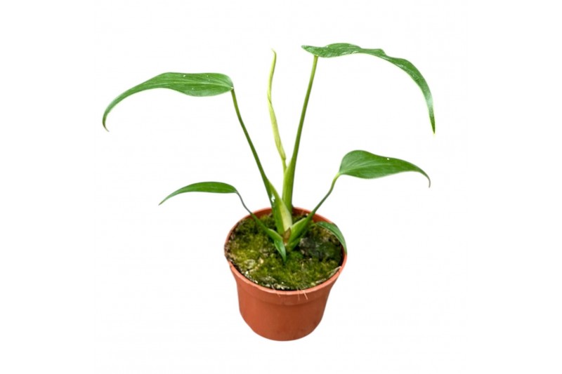 Monstera Monstera Burle Marx Flame 1 pp 