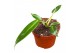 Philodendron Philodendron Spiritus Sancti 1 pp 