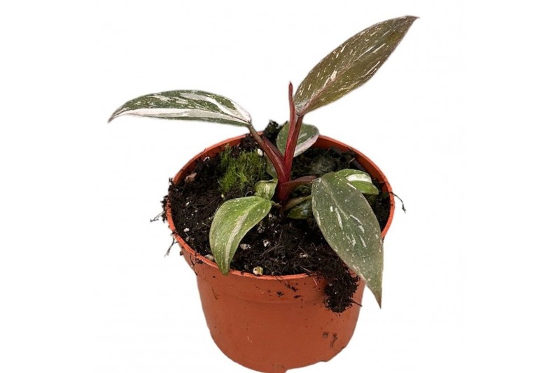 Philodendron Philodendron Pink Princess Marble 1 pp 