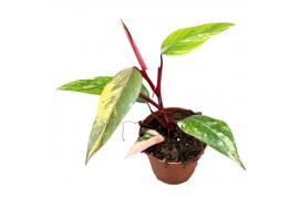 Philodendron philodendron strawberry shake 1 pp