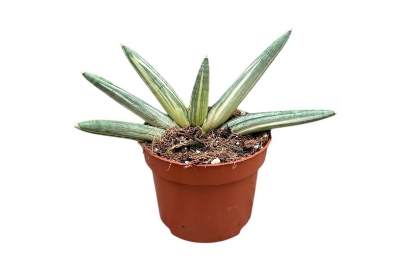 Sansevieria sansevieria boncel variegata 1 pp 
