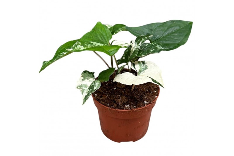 Syngonium syngonium albo variegata 1 pp 