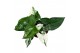 Syngonium syngonium albo variegata 1 pp 