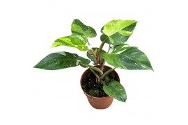 Philodendron philodendron fresh aurea 1 pp