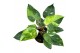 Philodendron philodendron fresh aurea 1 pp 