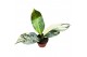 Kamerplanten Dieffenbachia Big Ben 4 pp 