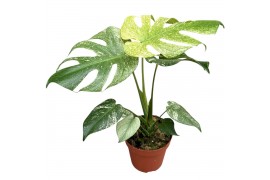 Monstera Monstera Mint / White monster 1 pp