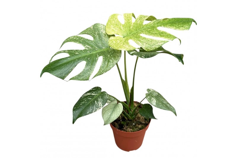Monstera Monstera Mint / White monster 1 pp 