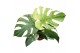 Monstera Monstera Mint / White monster 1 pp 