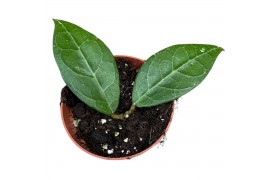 Hoya hoya verticillata lampung 2.5 - 4.9  cm 1 pp