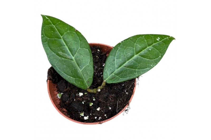 Hoya hoya verticillata lampung 2.5 - 4.9  cm 1 pp 