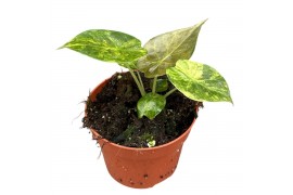 Alocasia Alocasia wentii aurea 1 pp