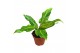 Philodendron Philodendron Orange Marmelade 2 pp 