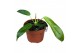 Philodendron Philodendron Patriciae 1 pp 