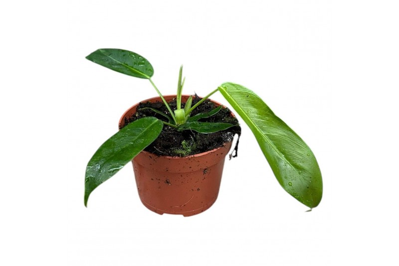 Philodendron Philodendron Patriciae 1 pp 