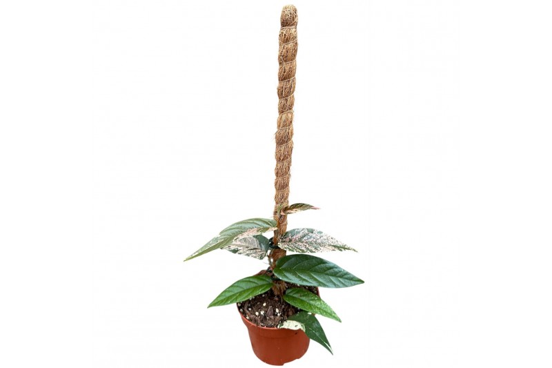 Ficus Ficus Sagittata Variegata Pink 1 pp 