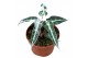Alocasia Alocasia Bambino Variegata 1 pp 