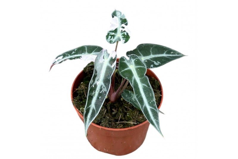Alocasia Alocasia Bambino Variegata 1 pp 