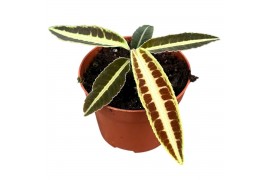 Kamerplanten Labisia Jabi 1 pp