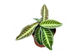 Kamerplanten Labisia Japonica 1 pp