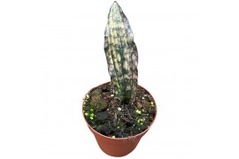 Sansevieria Sansevieria Kirkii Coppertone Variegata 1 pp
