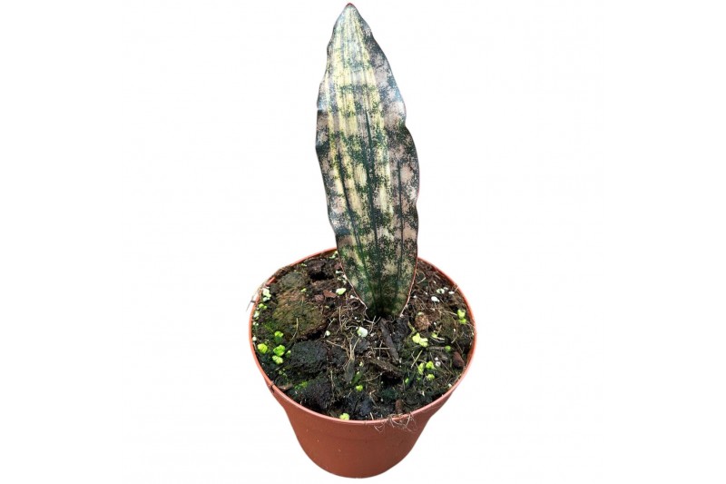 Sansevieria Sansevieria Kirkii Coppertone Variegata 1 pp 