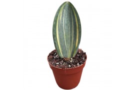 Sansevieria Sansevieria Masoniana Aurea 1 pp