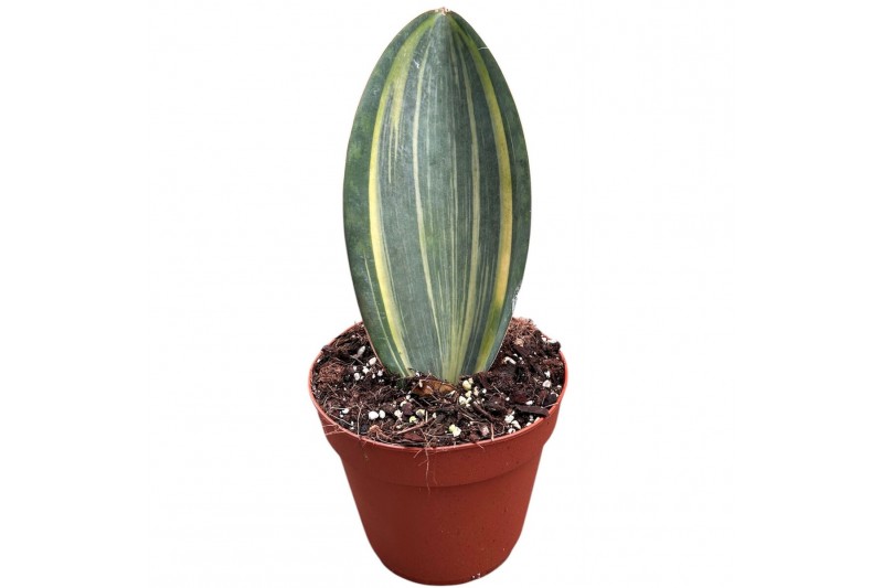 Sansevieria Sansevieria Masoniana Aurea 1 pp 