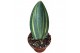 Sansevieria Sansevieria Masoniana Aurea 1 pp 