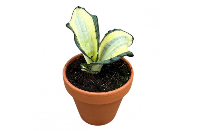 Sansevieria Sansevieria Wendy Yellow 1 pp 