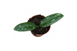 Hoya hoya sp aceh 2.5 - 4.9  cm 1 pp