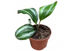 Alocasia Scaphochlamys Scintillans Ooi 1 pp