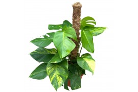 Monstera Monstera Deliciosa Aurea 2 pp
