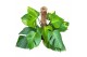 Monstera Monstera Deliciosa Aurea 2 pp 