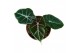 Alocasia Alocasia Suhirmaniana Purple 1 pp 