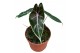Alocasia Alocasia Suhirmaniana Purple 1 pp 