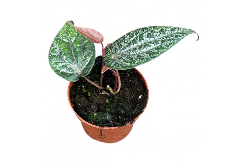 Kamerplanten Piper Ornatum 1 pp 
