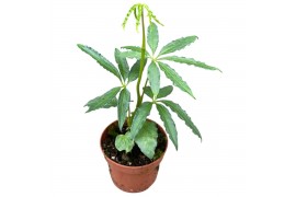 Anthurium Anthurium Polyschistum zonder bloem bl.