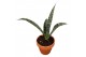 Sansevieria Sansevieria Everest 1 pp 